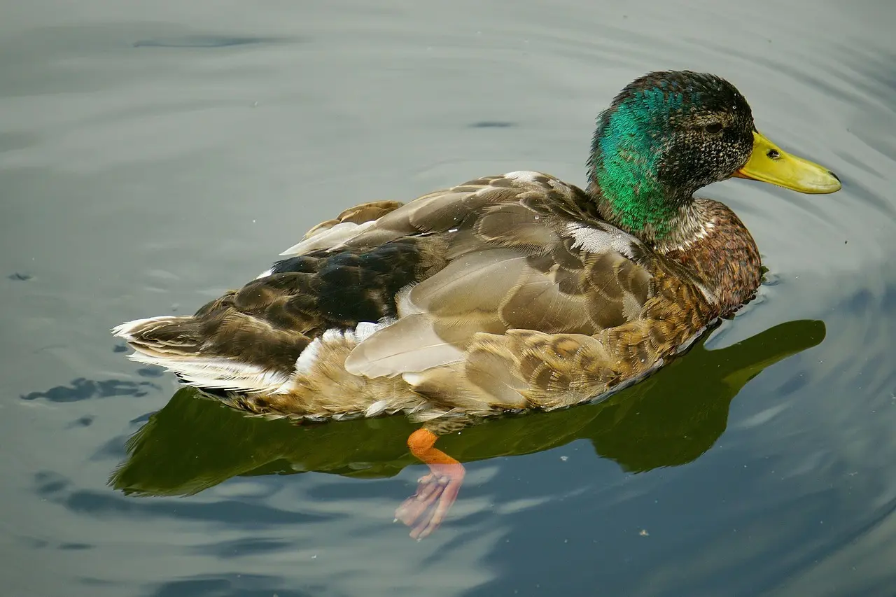 Tips til Efterligne Krydsord