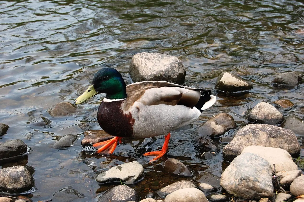 Krydsord Afdeling Ord