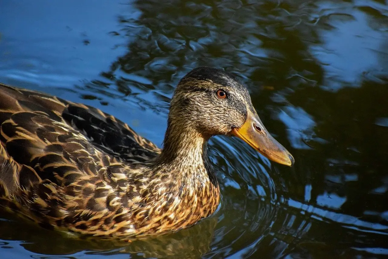 Alle tænkelige løsninger til Praj i Krydsord