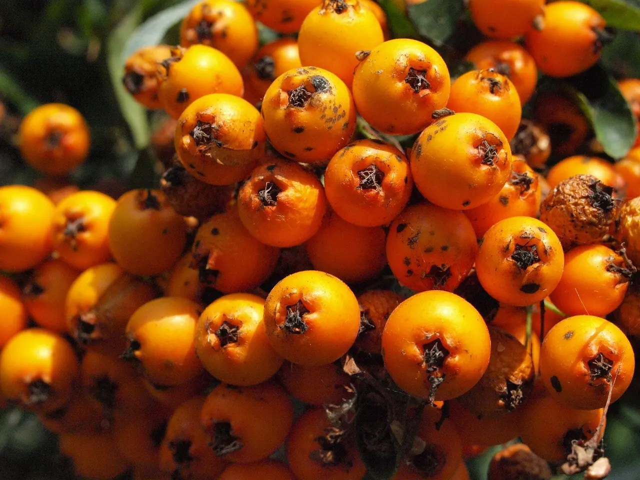 Svar på Musikværk Krydsord