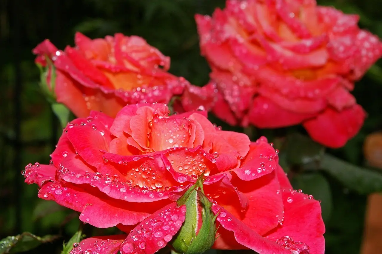 Krydsord ledetråd til Tysk Maler