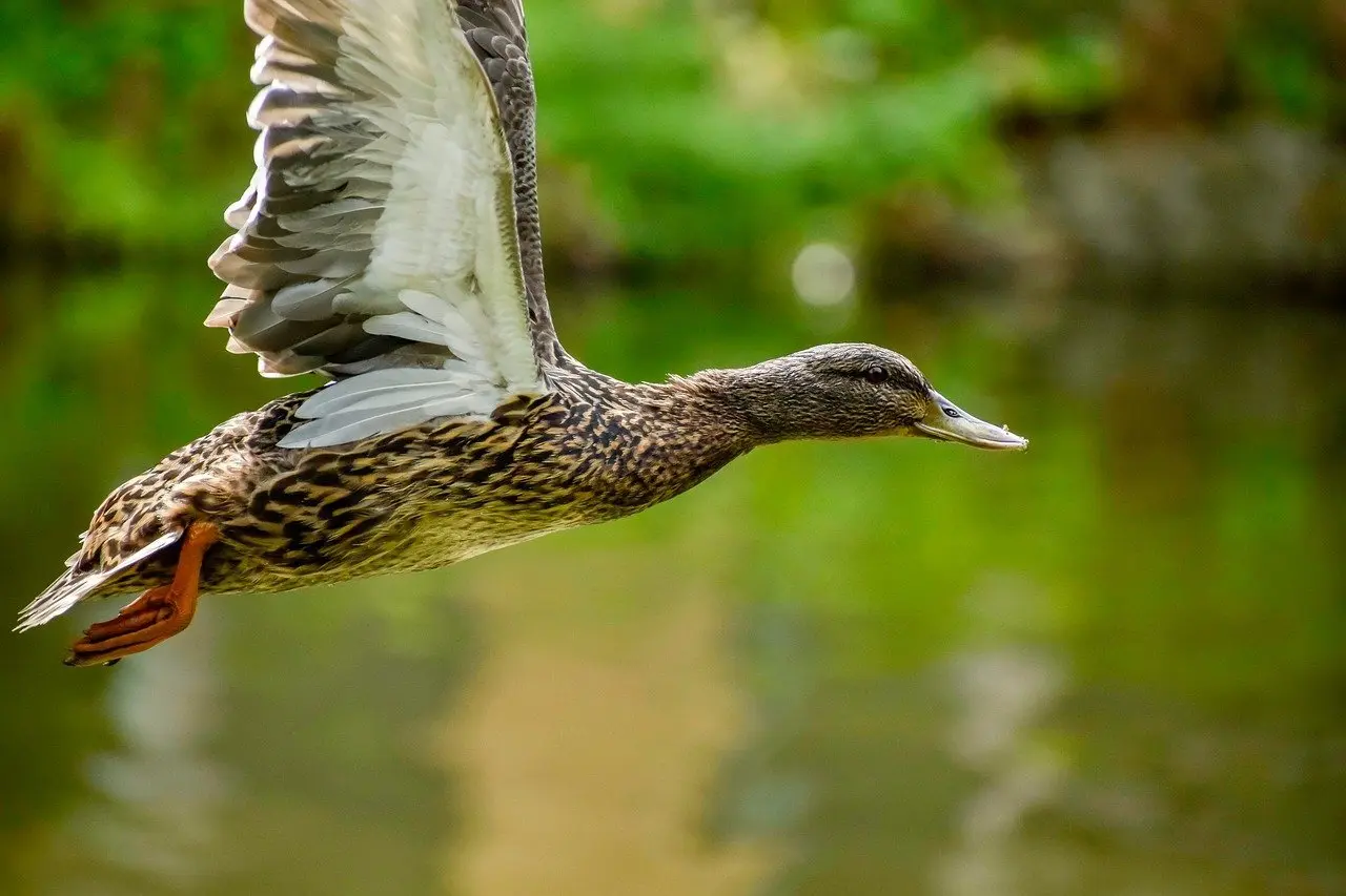 Tysk Digter Krydsord Løsning